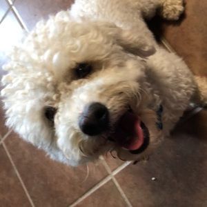 Meet your Posher, Yadhira